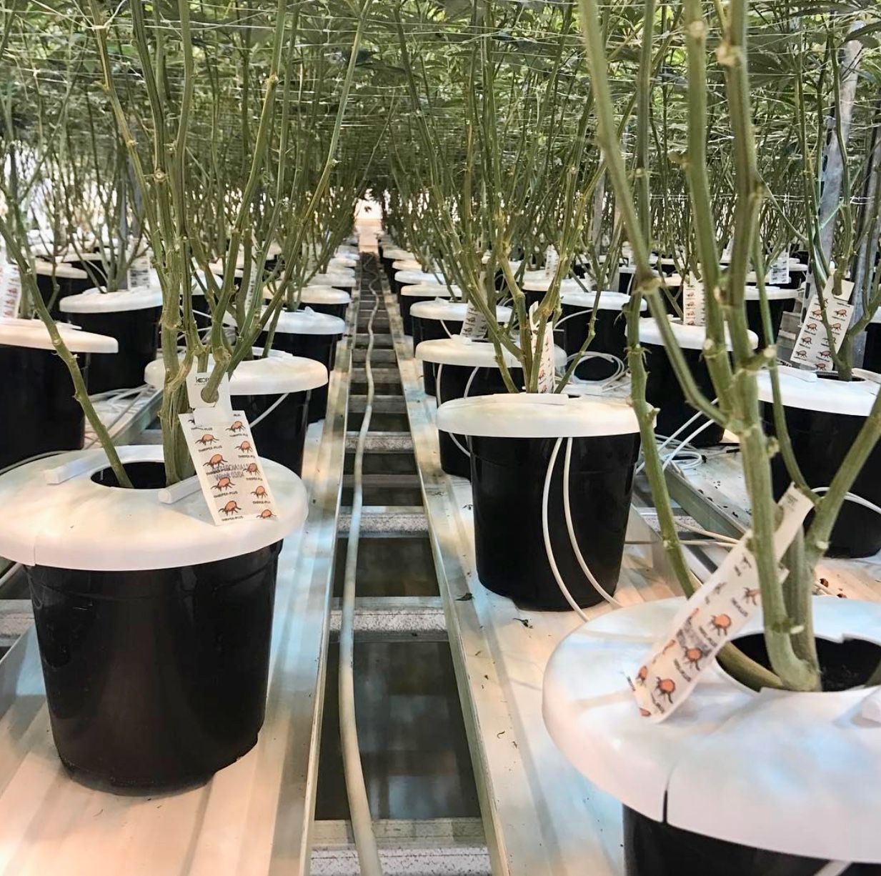 Greenhouse irrigation system using CubeCap Canada caps for water conservation