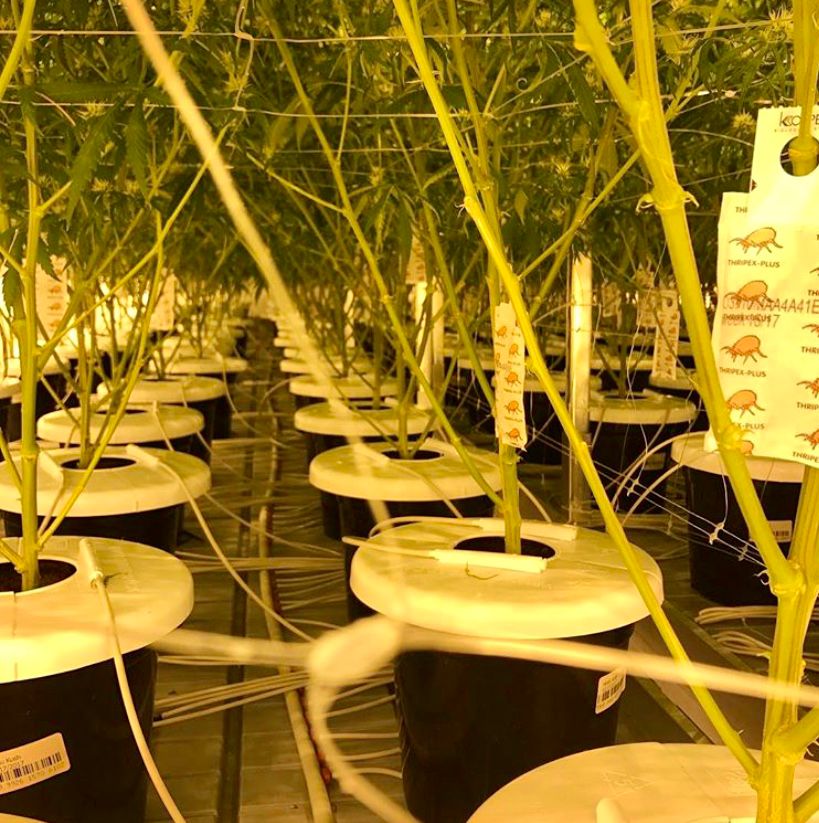 CubeCap Canada irrigation caps used in a commercial greenhouse hydroponic system for water conservation and algae control